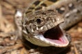 Head of sand lizard