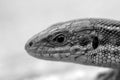 Head of a sand lizard Royalty Free Stock Photo