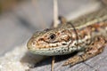 Head of a sand lizard Royalty Free Stock Photo