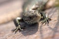Head of a sand lizard Royalty Free Stock Photo