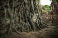 Head of the sandstone Buddha in Bodhi Tree roots , Wat Mahathat Royalty Free Stock Photo