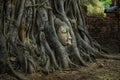 Head of the sandstone Buddha in Bodhi Tree roots , Wat Mahathat Royalty Free Stock Photo