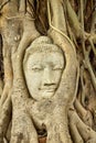 Head of Sandstone Buddha in The Tree Roots at Wat Mahathat, Ayutthaya, Thailand Royalty Free Stock Photo