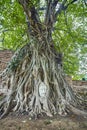 Head of Sandstone Buddha in The Tree Roots at Wat Mahathat, Ayutthaya, Thailand Royalty Free Stock Photo