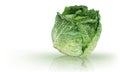 Head of Savoy Cabbage. Mesh vector