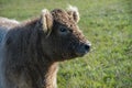 Head of the Scottish highland bull in profile Royalty Free Stock Photo