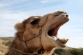 Head of a screaming camel against the sky Royalty Free Stock Photo