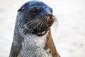 Head of Sea Lion showing its whiskers