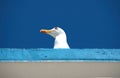 Head of seagull on the roof on blue clear sky as background Royalty Free Stock Photo
