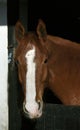 Head of Selle Francais Horse Royalty Free Stock Photo