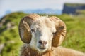 Head sheep lamb grazing under blue sky Faroe islands