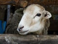 Head of a sheep looking to the side thru a wodden fence in a rural house of JardÃÂ­n