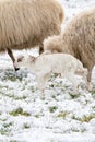 Head of sheep with a newborn lamb that still has blood on its navel, eating grass in the pasture. Grass is covered with