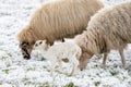 Head of sheep with a newborn lamb that still has blood on its navel, eating grass in the pasture. Grass is covered with