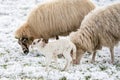 Head of sheep with a newborn lamb that still has blood on its navel, eating grass in the pasture. Grass is covered with