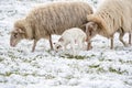 Head of sheep with a newborn lamb that still has blood on its navel, eating grass in the pasture. Grass is covered with