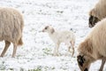 Head of sheep with a newborn lamb that still has blood on its navel, eating grass in the pasture. Grass is covered with