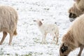 Head of sheep with a newborn lamb that still has blood on its navel, eating grass in the pasture. Grass is covered with