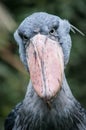 Shoebill head - Balaeniceps rex Royalty Free Stock Photo