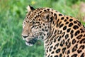 Head Short Portrait of Beautiful Amur Leopard