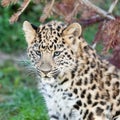 Head Shot of Adorable Amur Leopard Cub Royalty Free Stock Photo