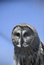 Head of a great grey owl Strix nebulosa against a clear blue sky Royalty Free Stock Photo