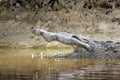 Head shot of an American Crocodile