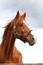 Head shot of an anglo-arabian racehorse against blue sky Royalty Free Stock Photo