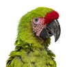 Head shot of a Angry Great green macaw spreading feathers to impress, Ara ambiguus, Isolated on white