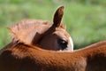 Head shot of an arabian horse on natural background Royalty Free Stock Photo