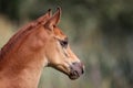 Head shot of an arabian horse on natural background Royalty Free Stock Photo