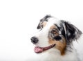 Head shot Australian Shepherd.