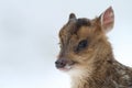 A head shot of a baby Muntjac Deer Muntiacus reevesi.