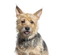 Head shot of a Bastard dog panting, isolated on white