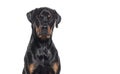 Head shot of a Bastard dog, rottweiler cross with boxer, isolated on white