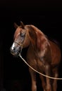 Head shot of a bay arabian horse Royalty Free Stock Photo