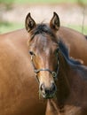 Foal Headshot Royalty Free Stock Photo