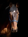 Bay Horse Head Shot Royalty Free Stock Photo