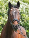 Bay Horse In Snaffle Bridle