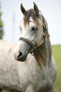Head shot of a beautiful arabian horse