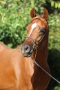 Head shot of a beautiful arabian stallion at farm Royalty Free Stock Photo