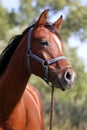 Head shot of a beautiful arabian stallion at farm Royalty Free Stock Photo