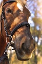 Head shot of a beautiful brown horse wearing bridle in the pinfold Royalty Free Stock Photo