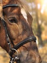 Head shot of a beautiful brown horse wearing bridle in the pinfold Royalty Free Stock Photo