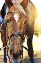 Head shot of a beautiful brown horse wearing bridle in the pinfold Royalty Free Stock Photo