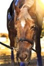 Head shot of a beautiful brown horse wearing bridle in the pinfold Royalty Free Stock Photo