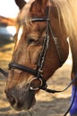 Head shot of a beautiful brown horse wearing bridle in the pinfold Royalty Free Stock Photo