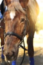 Head shot of a beautiful brown horse wearing bridle in the pinfold Royalty Free Stock Photo