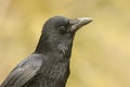 A head shot of a stunning Carrion Crow Corvus corone. Royalty Free Stock Photo