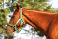 Head shot of a beautiful chestnut stallion at farm Royalty Free Stock Photo
